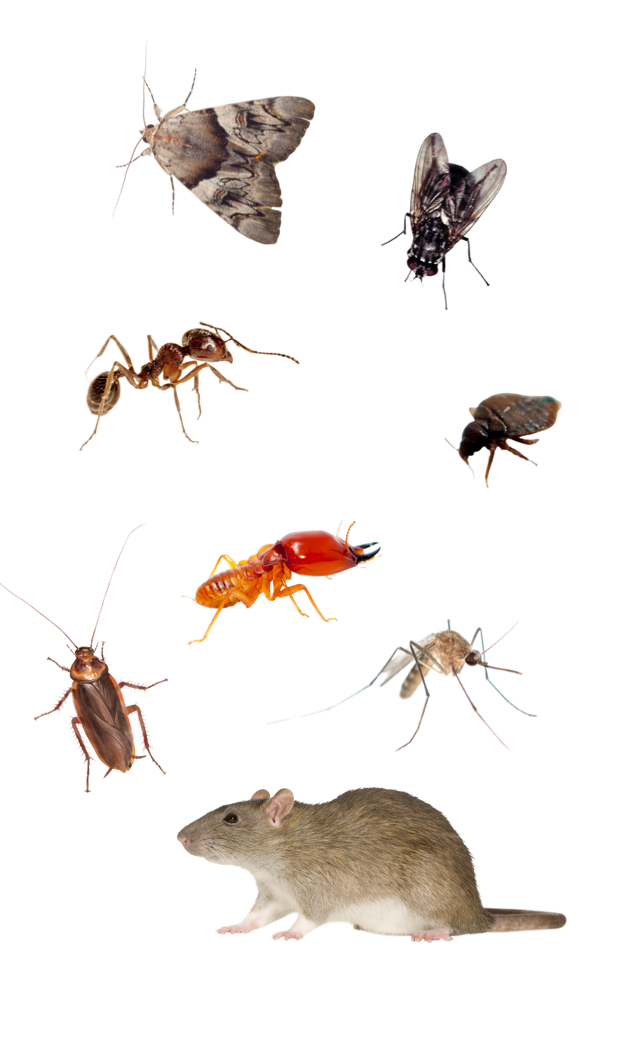 Ecopoise pest and hygiene team
