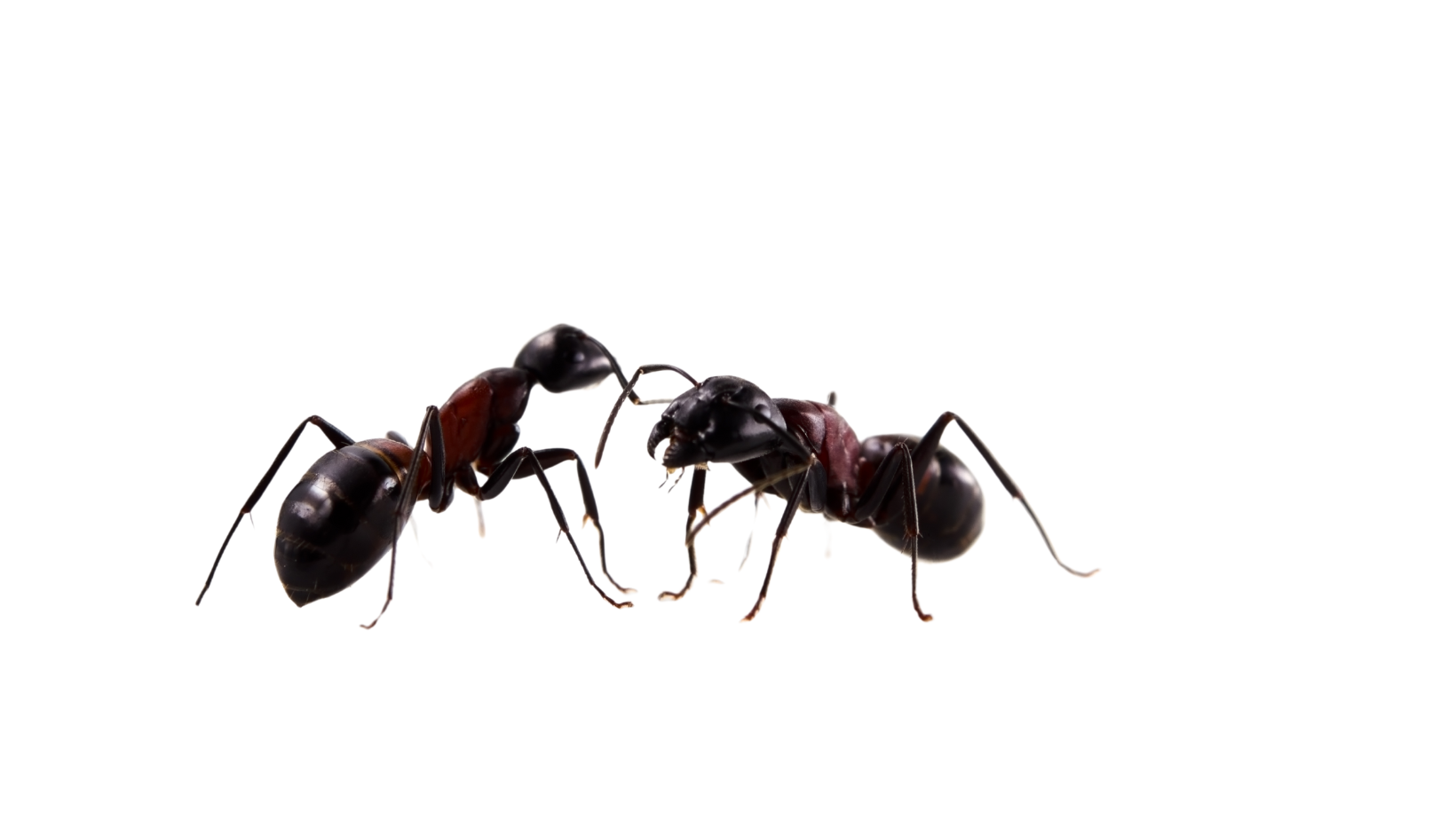 Ant colony control treatment
