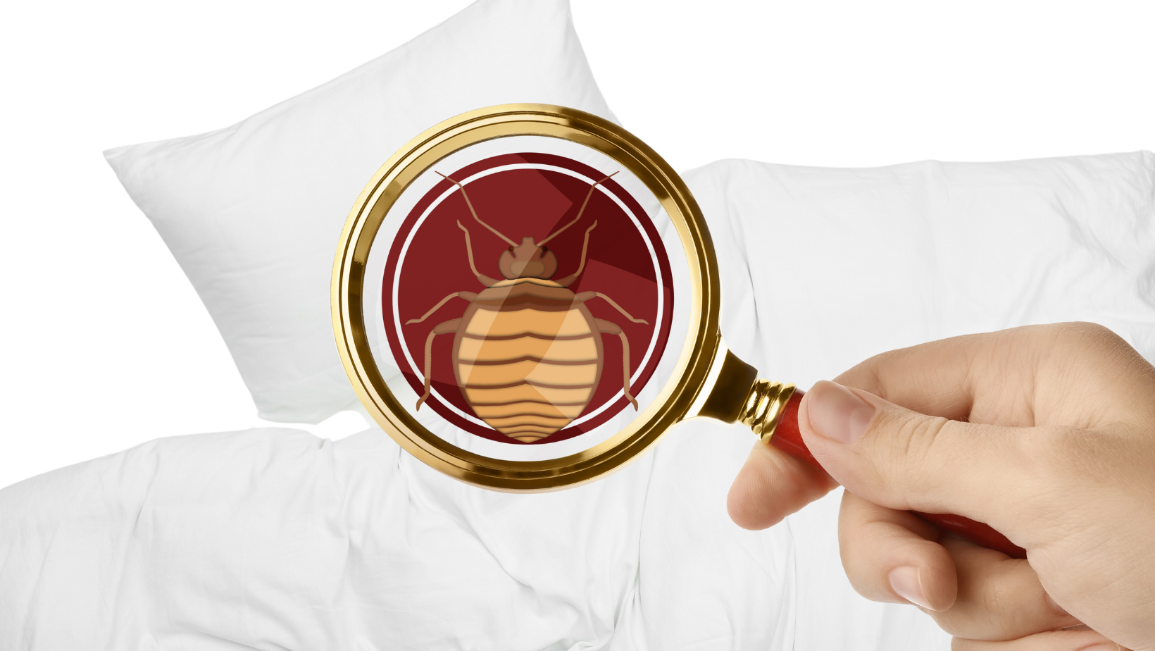 Bedbug heat and chemical treatment