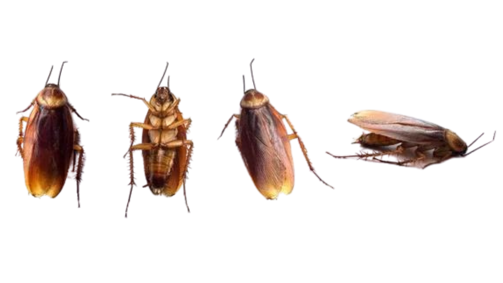 Professional cockroach control treatment