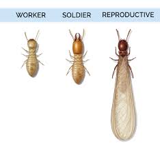 Harvester termite treatment