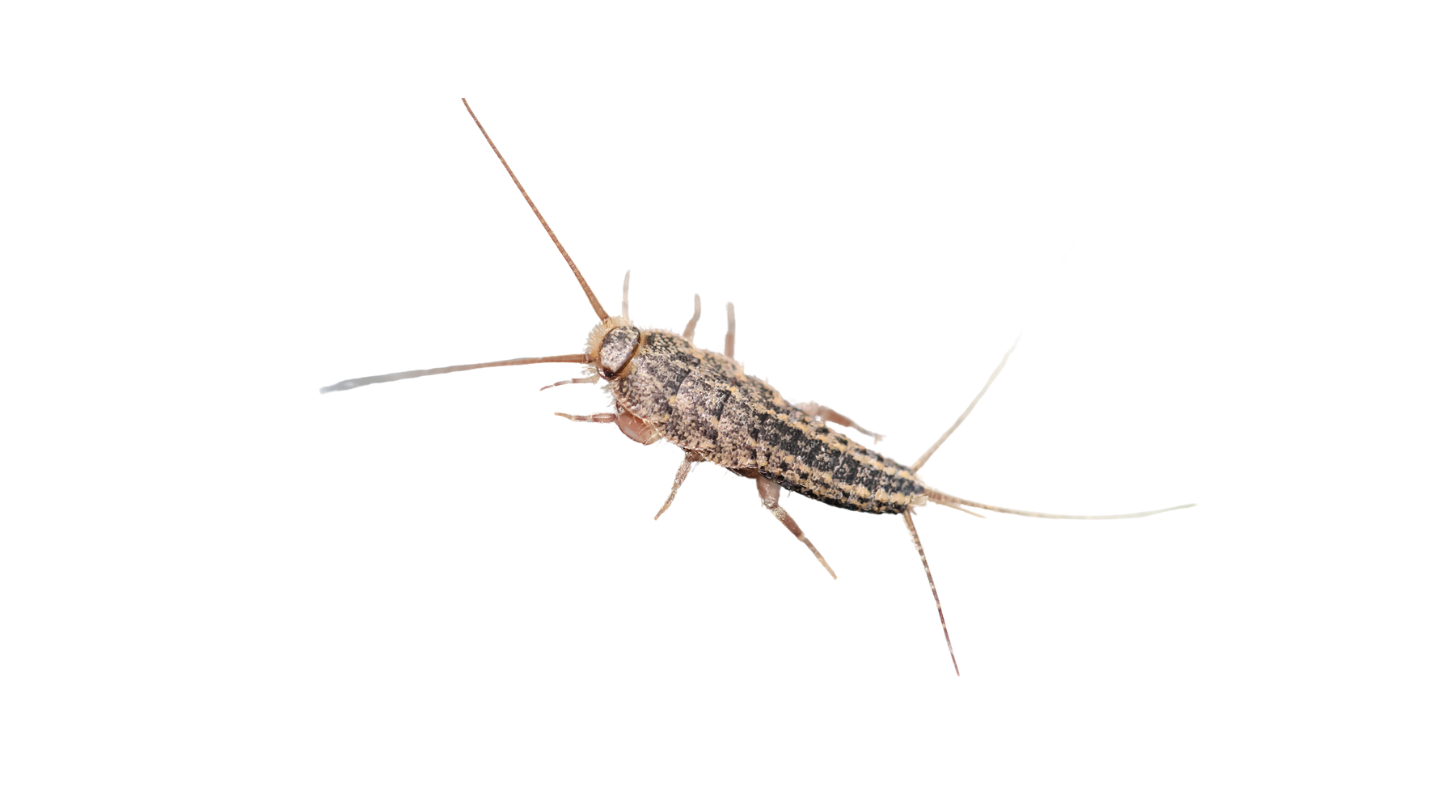 Silverfish control treatment